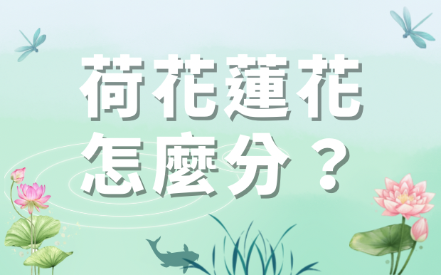 荷花蓮花怎麼分？教你如何快速分辨！