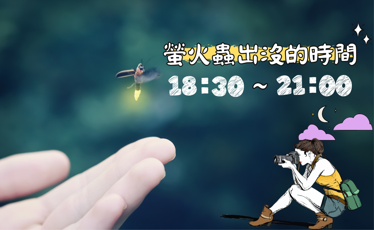 螢火蟲出沒的時間