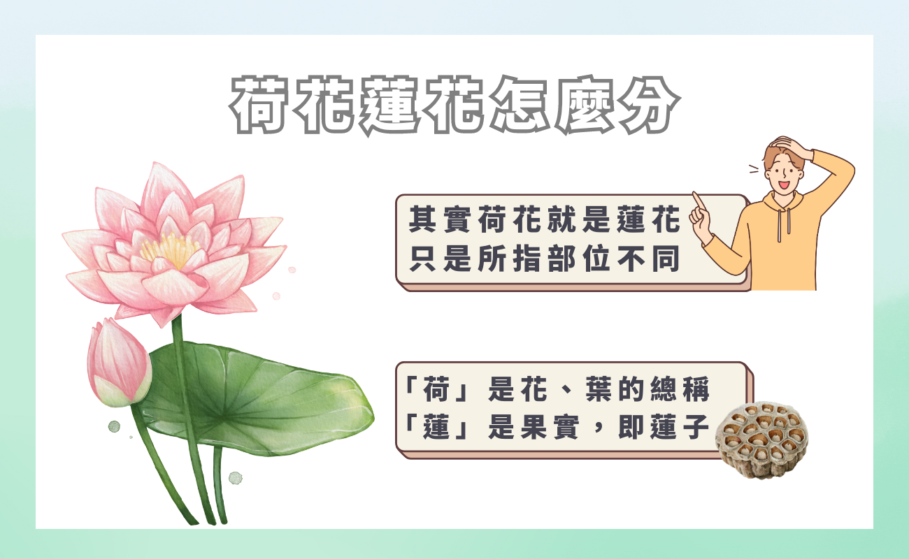 荷花蓮花怎麼分