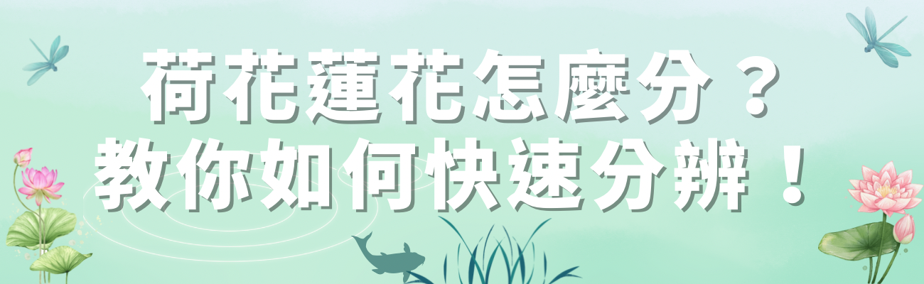 荷花蓮花怎麼分