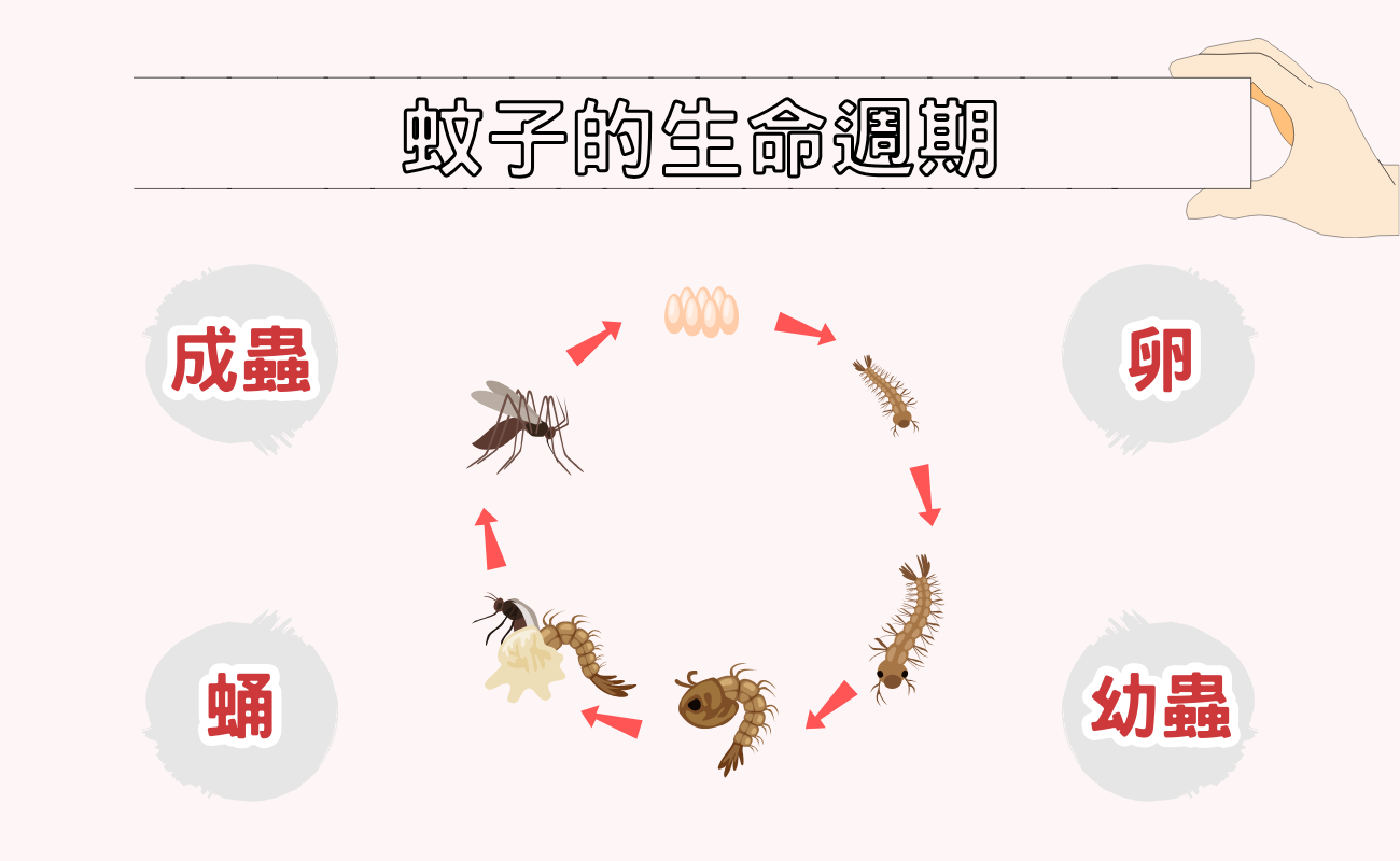 蚊子的生命週期